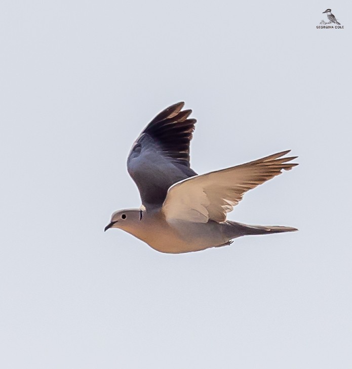 Eurasian Collared-Dove - ML616981139