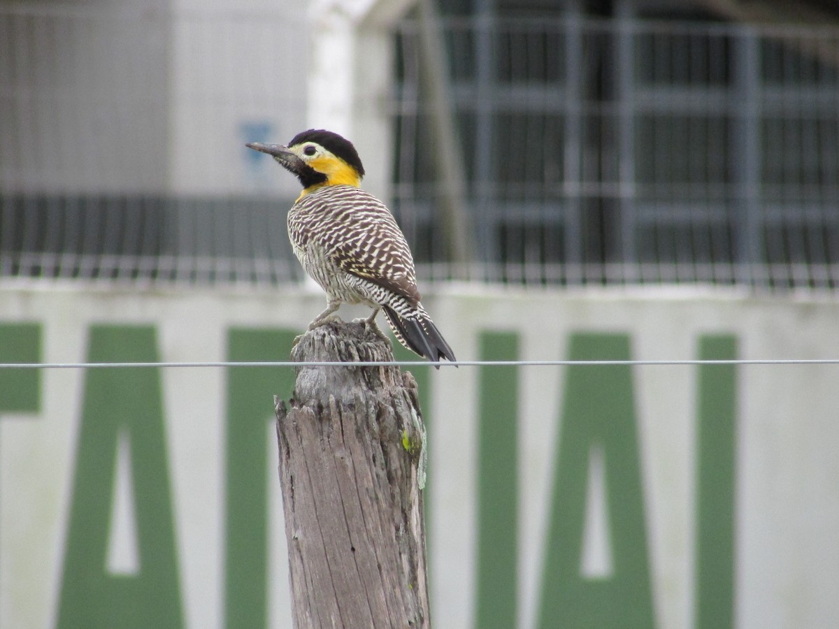 Carpintero Campestre (campestris) - ML616981143