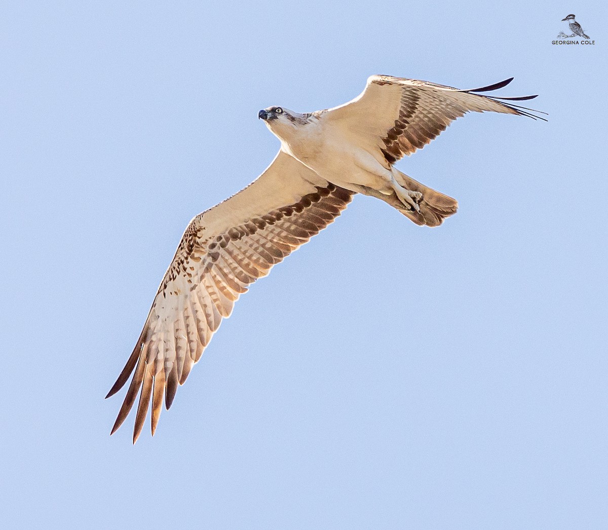 Balbuzard pêcheur - ML616981154