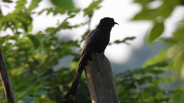 Fork-tailed Drongo-Cuckoo - ML616981155