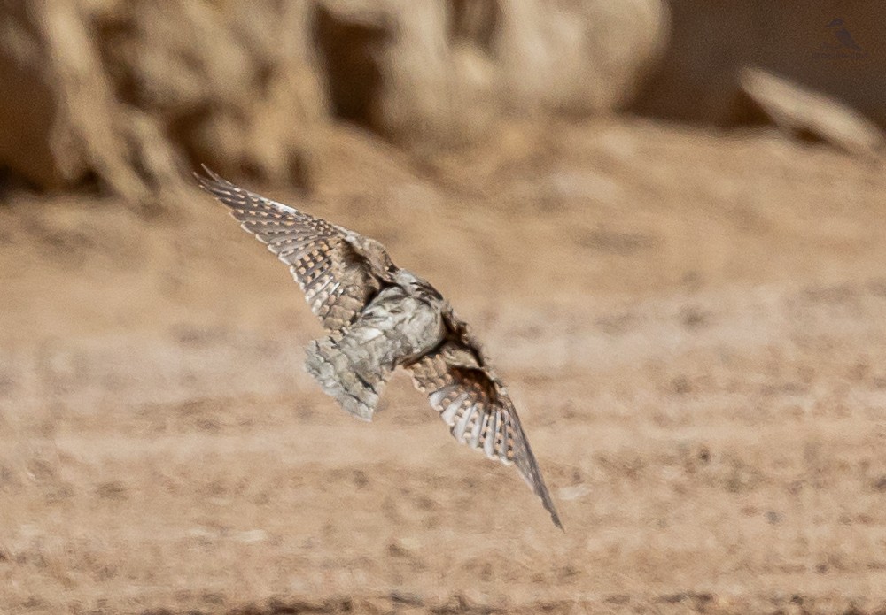 Eurasian Wryneck - ML616981169