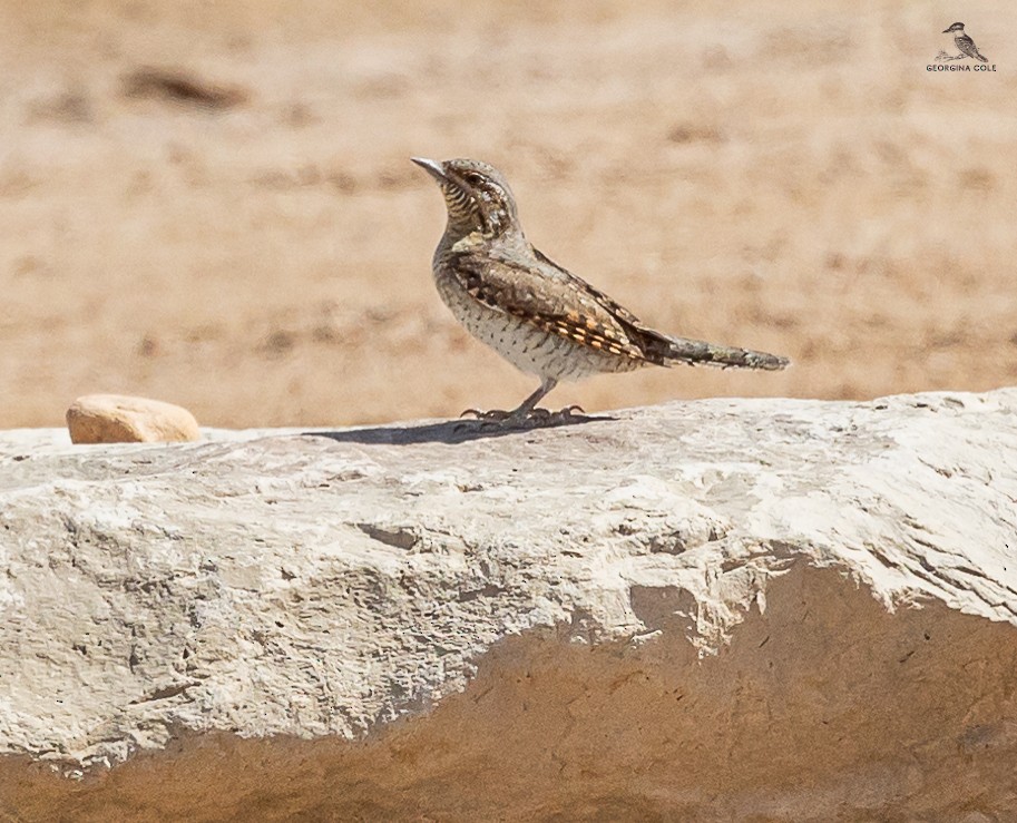 Eurasian Wryneck - ML616981170