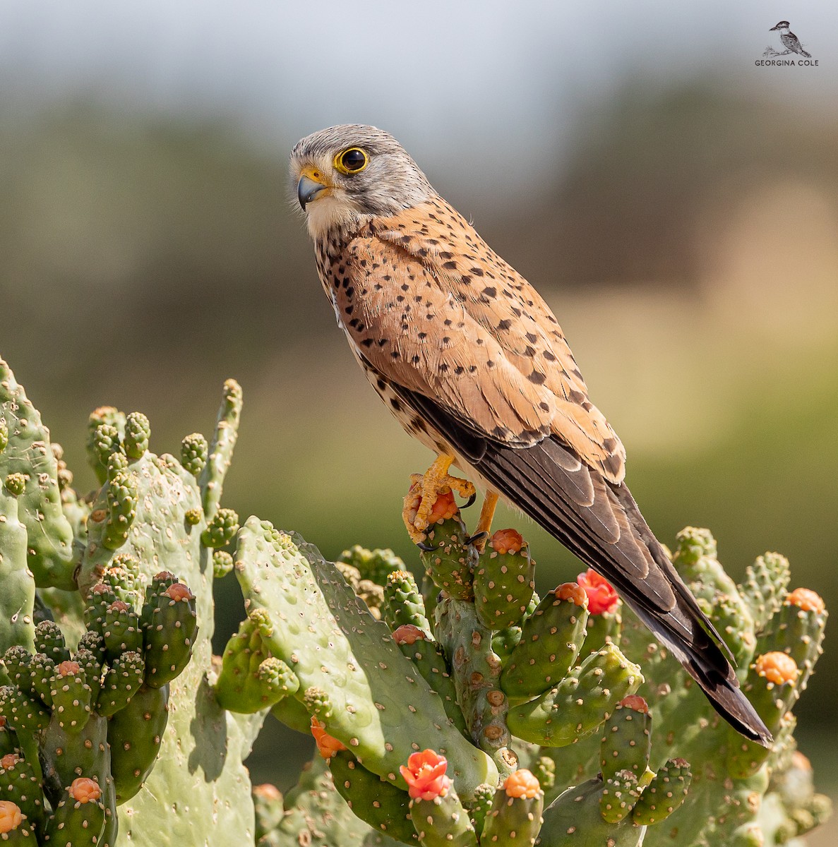 Eurasian Kestrel - ML616981183