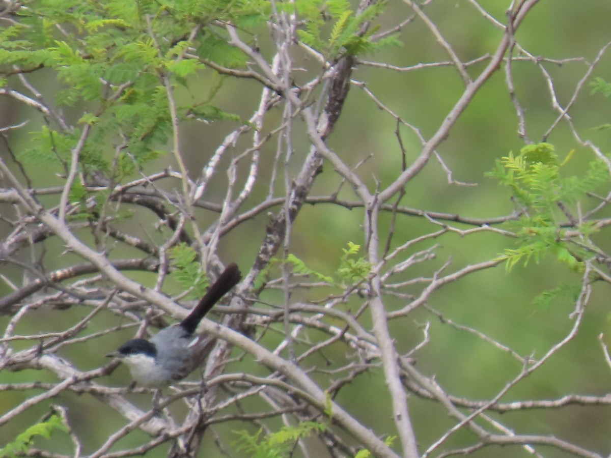 Tropical Gnatcatcher (Marañon) - ML616981226