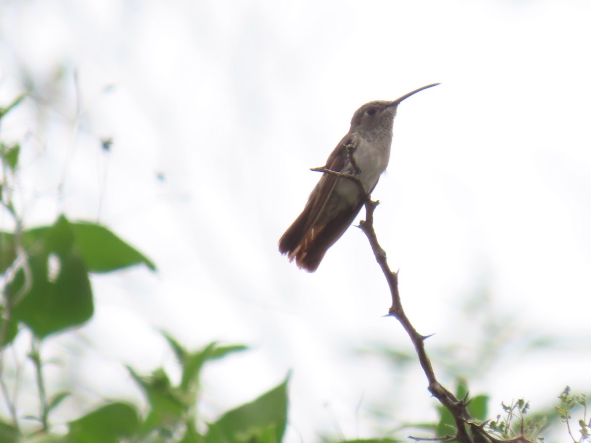 Spot-throated Hummingbird - Katherine Holland
