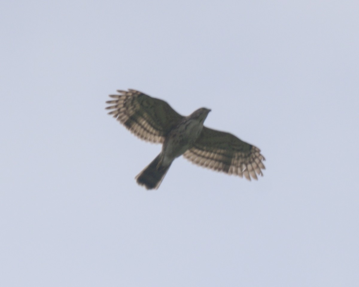 Crested Goshawk - ML616981277