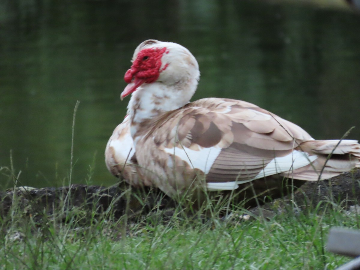Muscovy Duck (Domestic type) - Luanne Pignataro