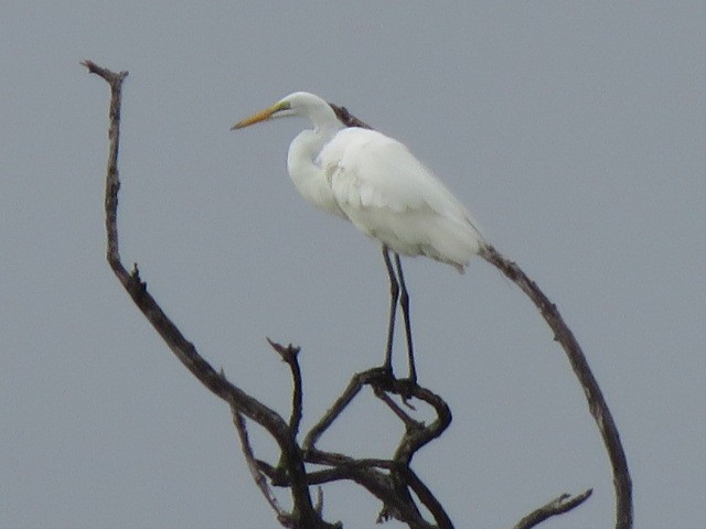 Great Egret - ML616981302