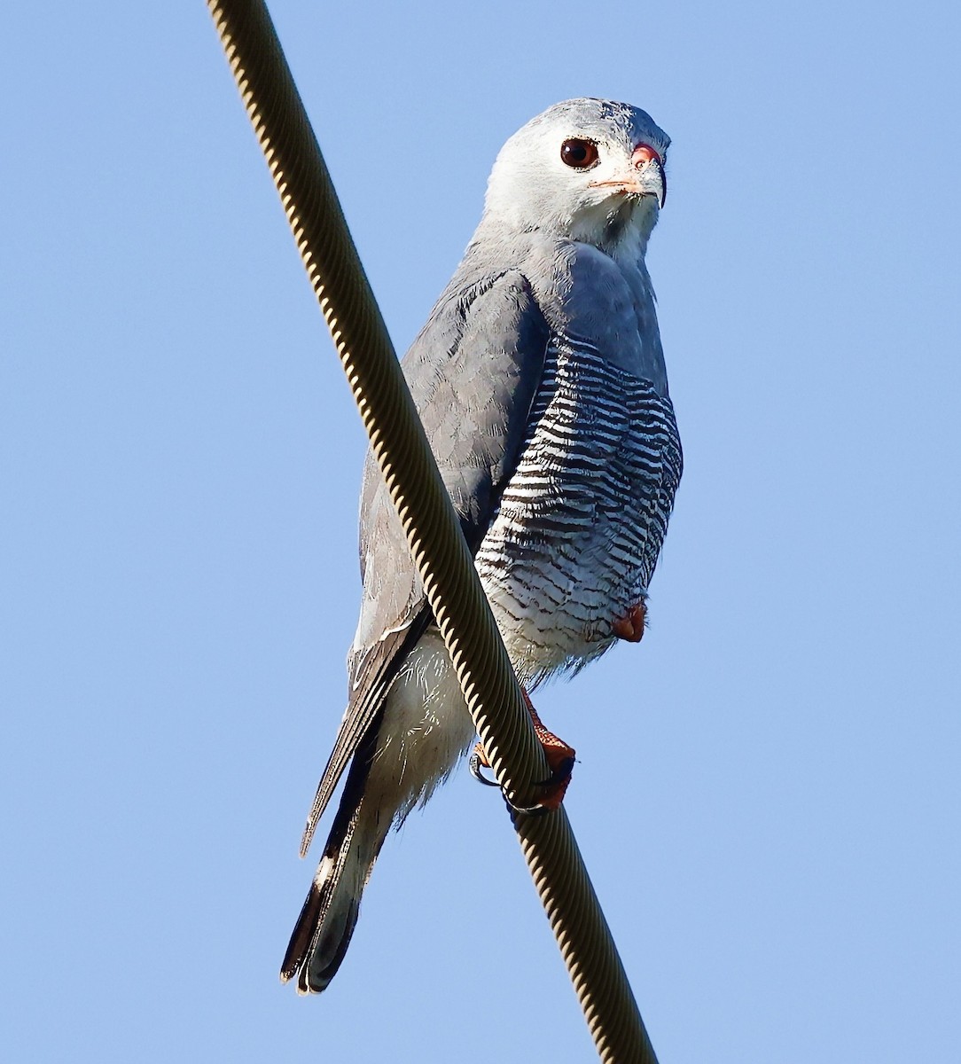 Lizard Buzzard - ML616981330
