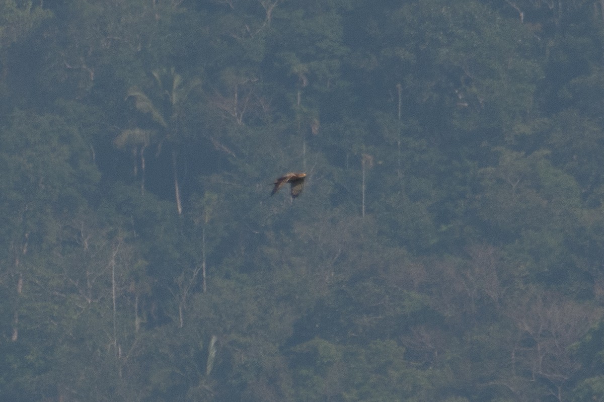 Common Buzzard - ML616981334