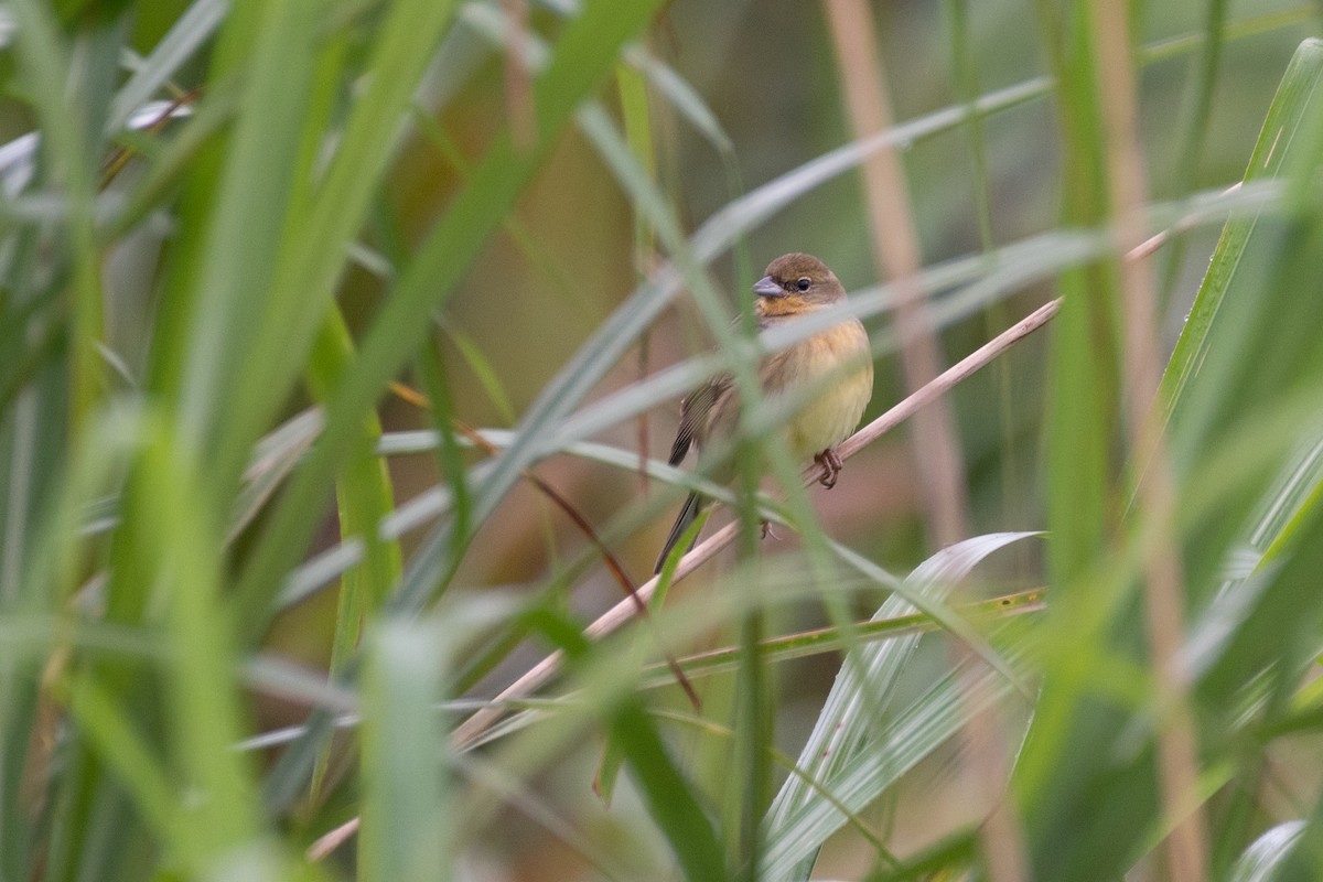 Yellow Bunting - ML616981341