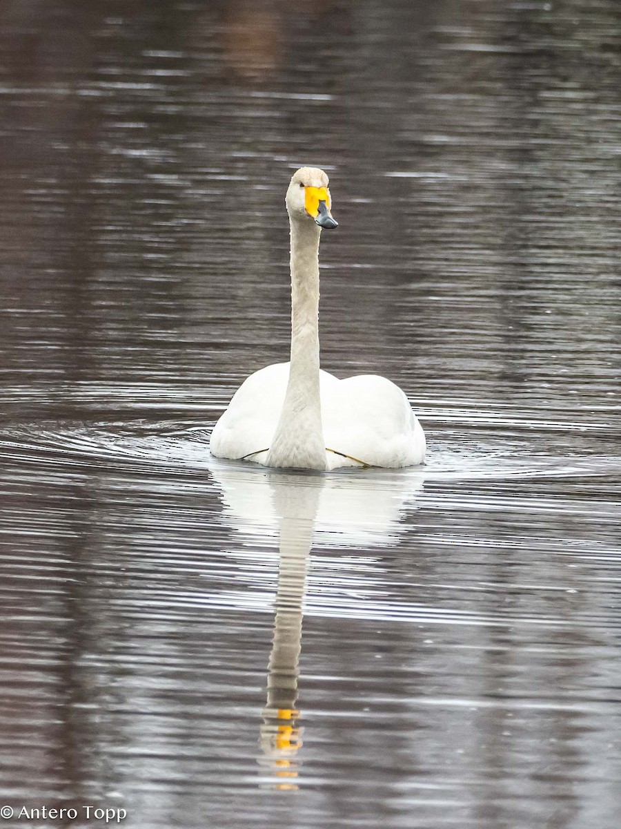Whooper Swan - Antero Topp