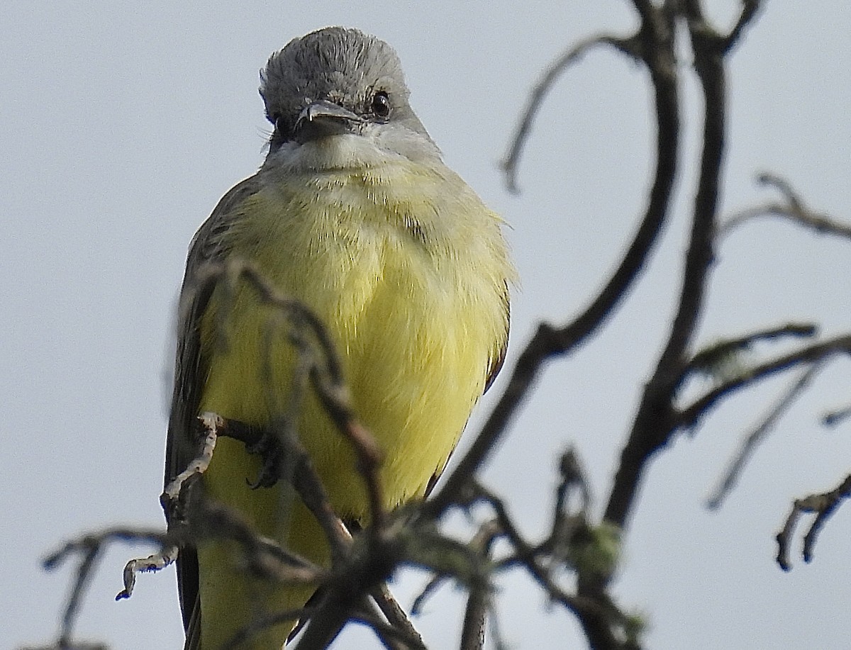 Tropical Kingbird - ML616981368