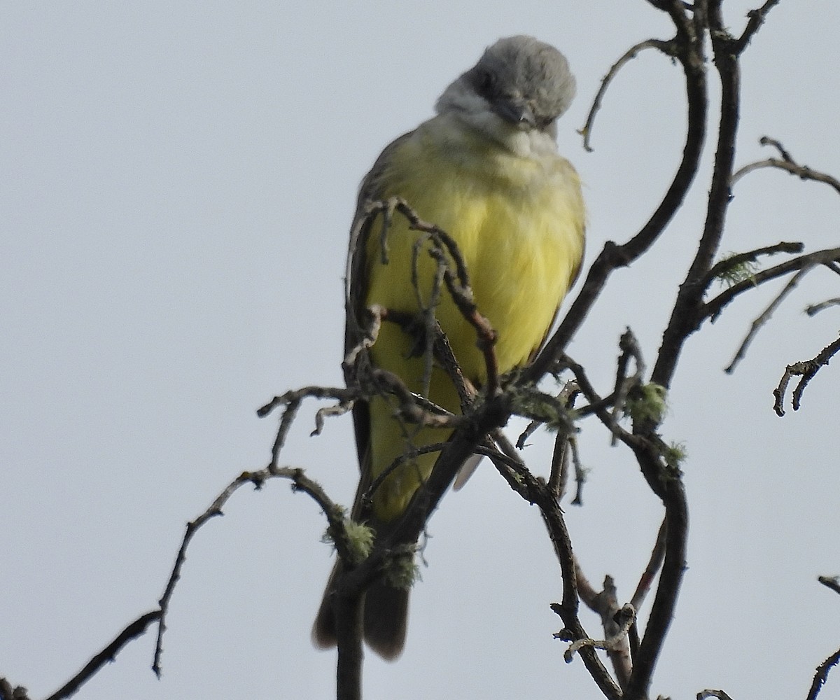 Tropical Kingbird - ML616981369