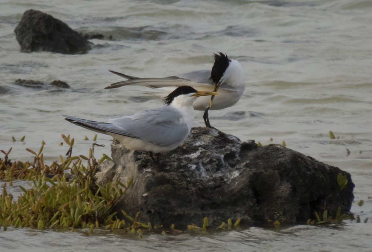 Sandwich Tern (Cayenne) - ML616981372