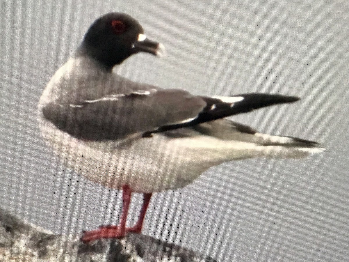 Swallow-tailed Gull - ML616981374