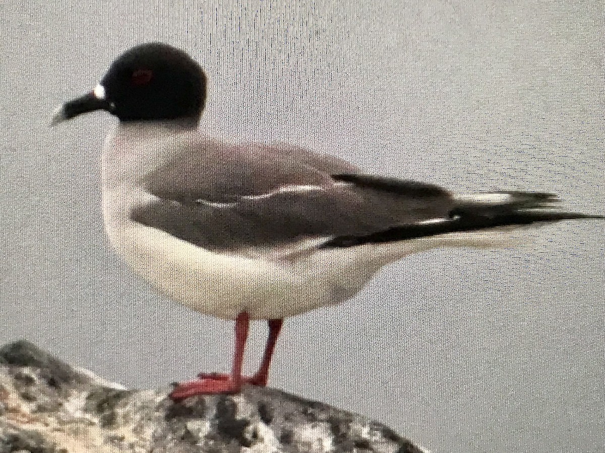 Swallow-tailed Gull - ML616981375