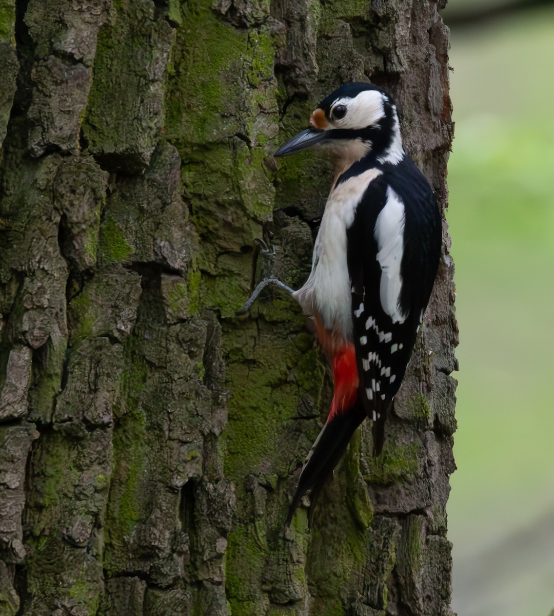 Great Spotted/Syrian Woodpecker - ML616981386