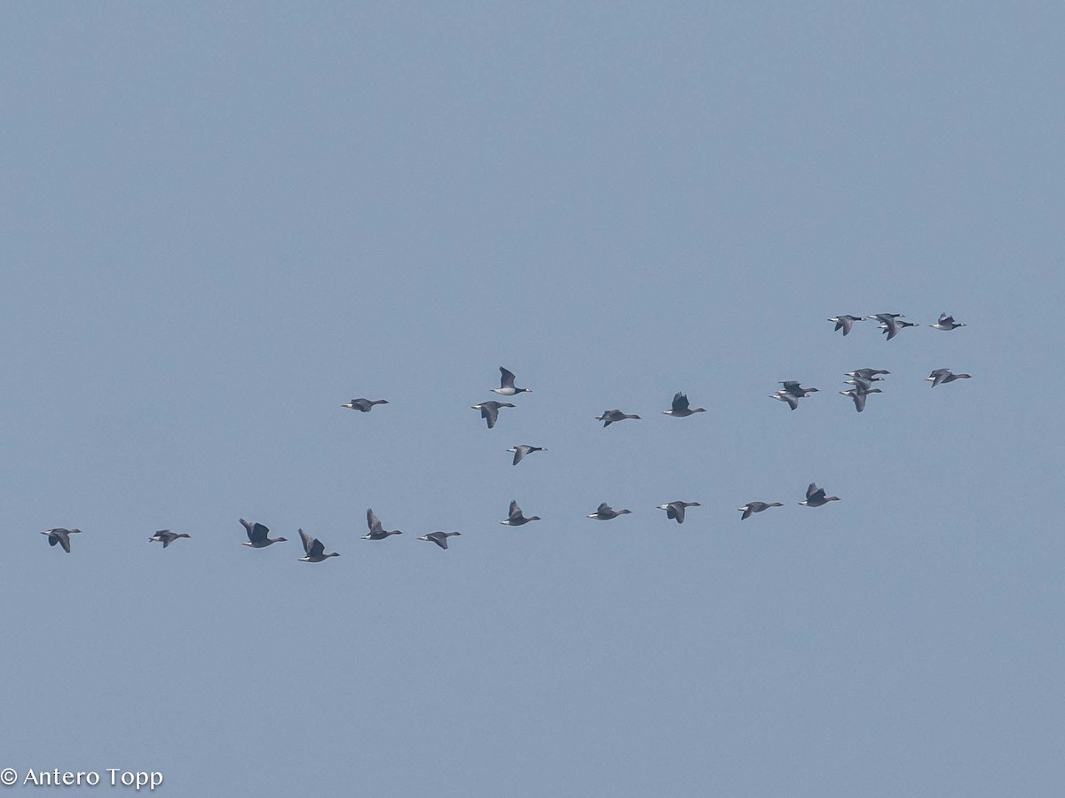 Tundra Bean-Goose - Antero Topp