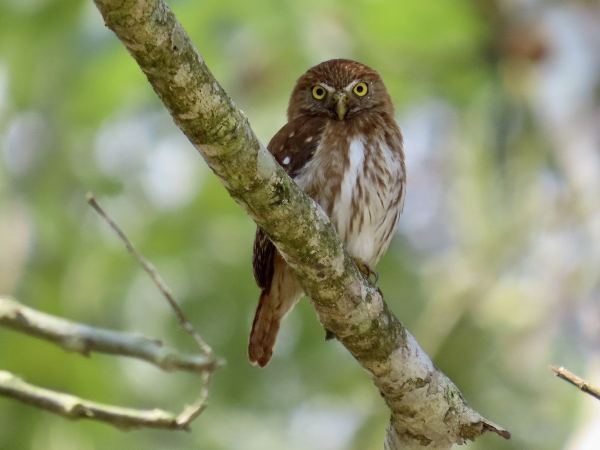 Ferruginous Pygmy-Owl - Kim Wylie