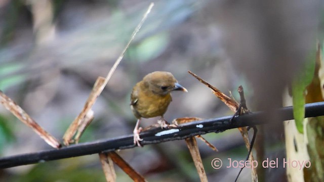 ノドアカアリフウキンチョウ（fuscicauda グループ） - ML616981492