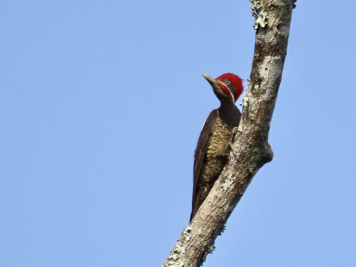 Lineated Woodpecker - Kim Wylie