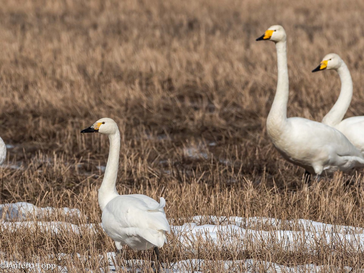 Tundra Swan - ML616981516