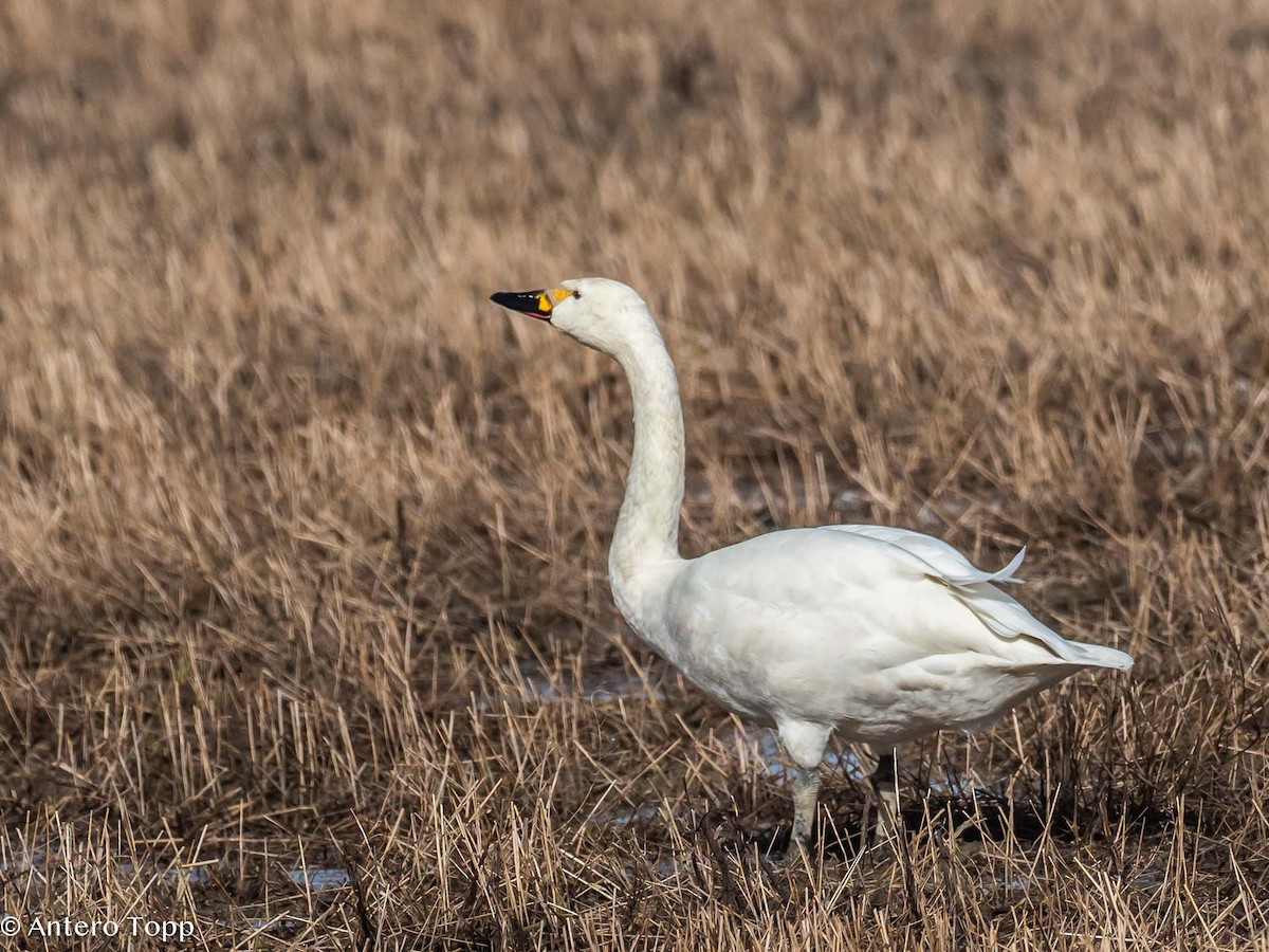 Tundra Swan - ML616981518