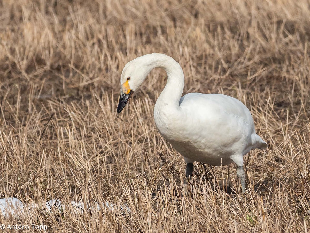 Tundra Swan - ML616981520