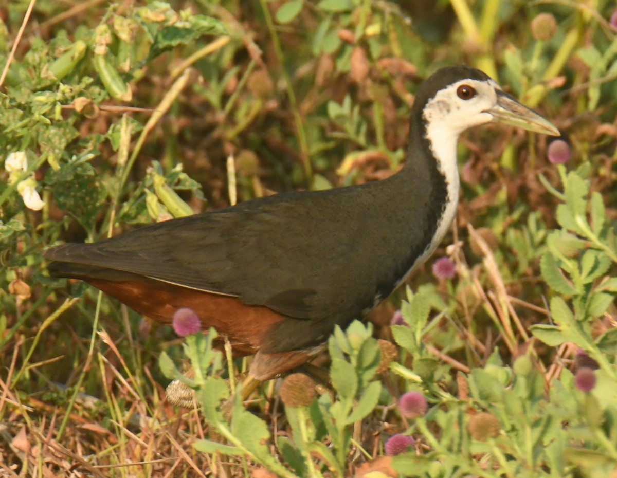 White-breasted Waterhen - ML616981531