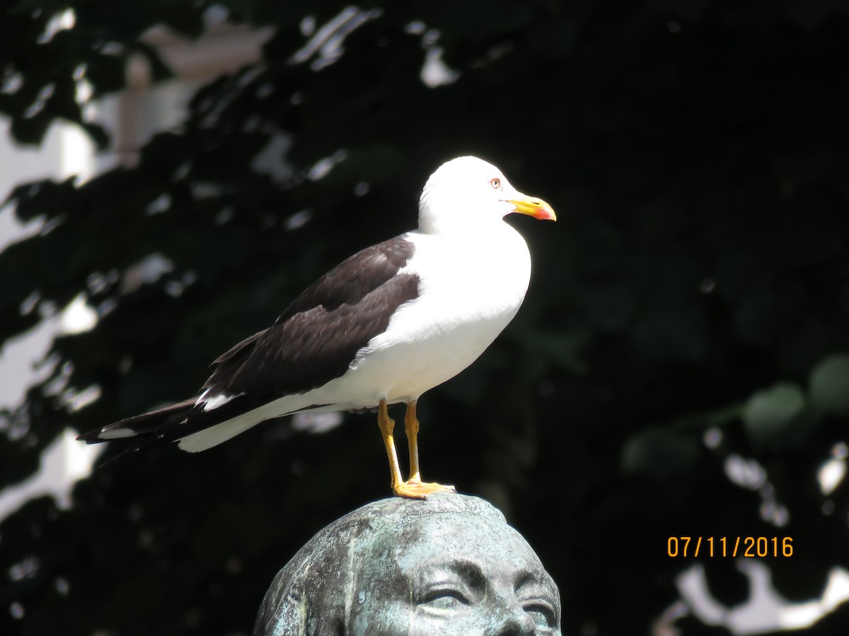 Lesser Black-backed Gull - ML616981562