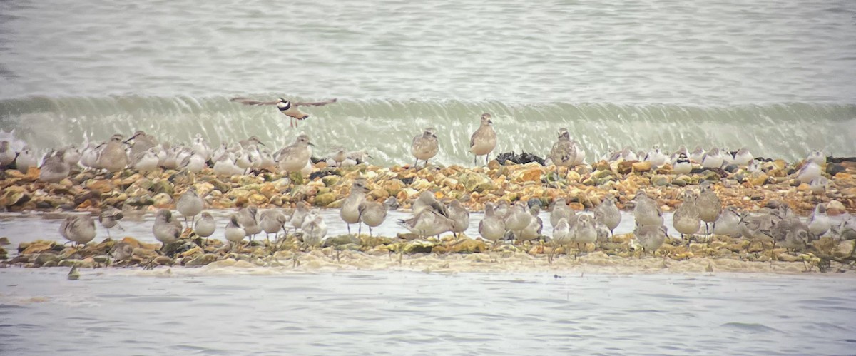 Black-bellied Plover - ML616981569