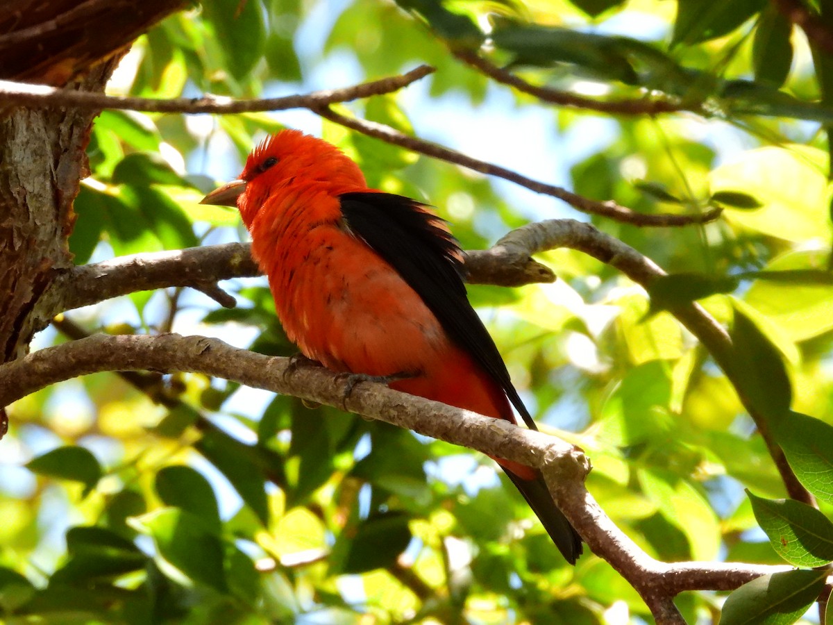 Piranga écarlate - ML616981585