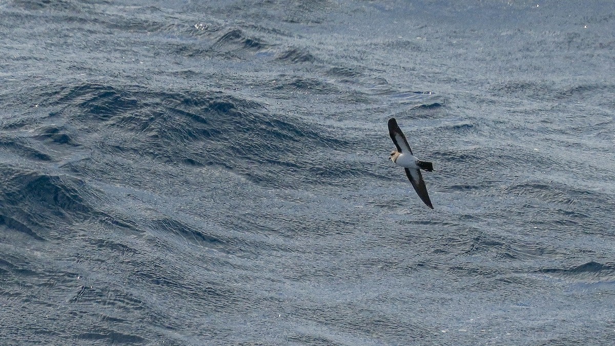 White-bellied Storm-Petrel - ML616981601