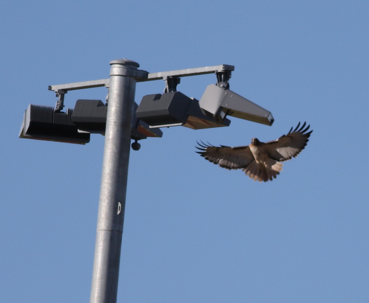 Red-tailed Hawk - ML616981616