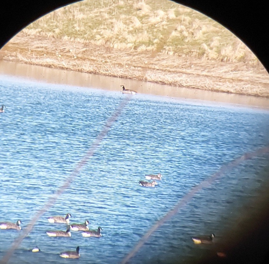 Greater White-fronted Goose - ML616981644