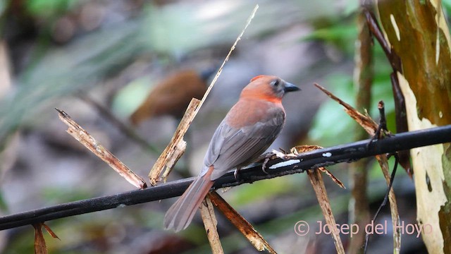 ノドアカアリフウキンチョウ（fuscicauda グループ） - ML616981777