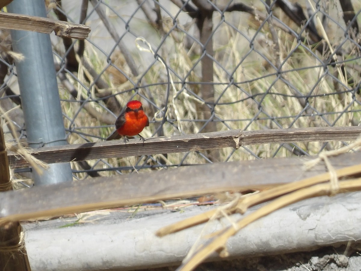 Vermilion Flycatcher (Northern) - Marcelo Gutierrez