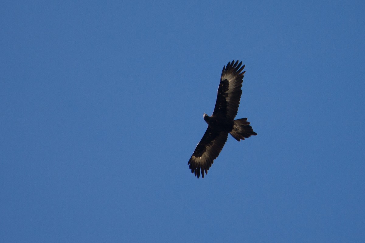Wedge-tailed Eagle - ML616981826