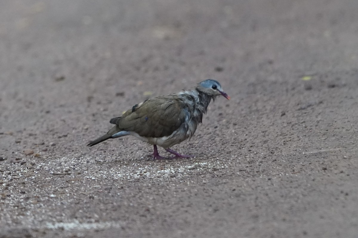 Blue-spotted Wood-Dove - ML616981836