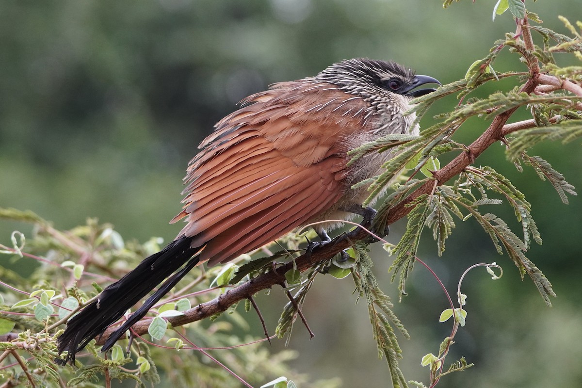 White-browed Coucal - ML616981841