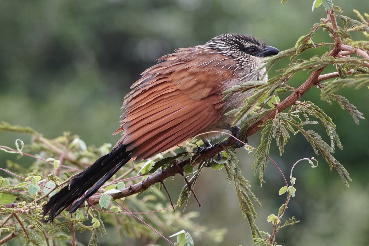 White-browed Coucal - Greg Hertler