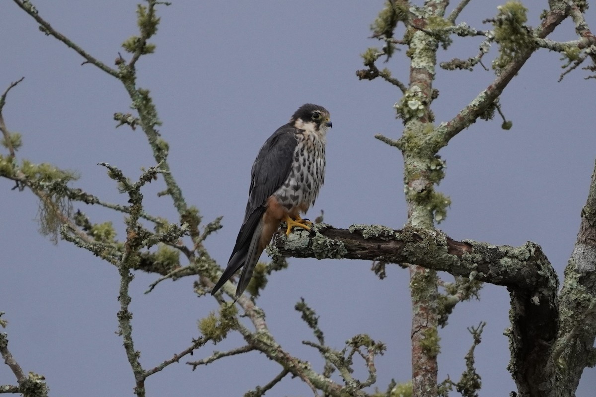 Eurasian Hobby - ML616981854