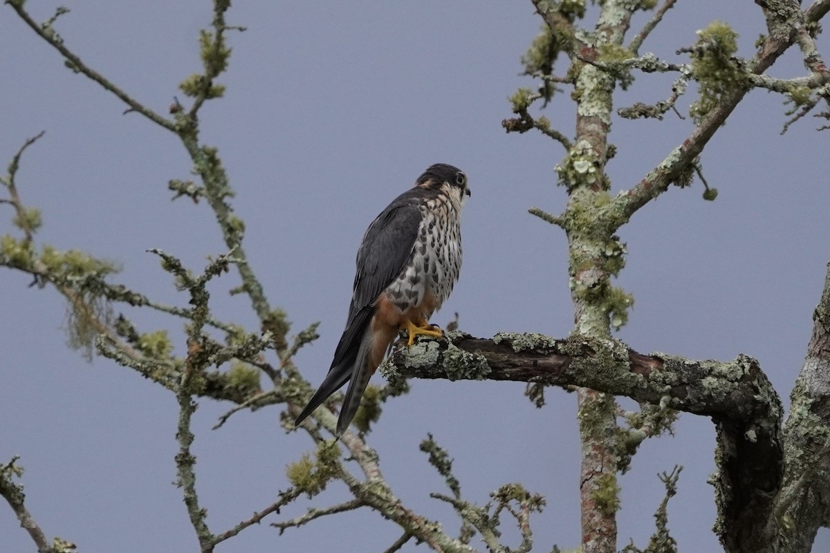 Eurasian Hobby - ML616981855