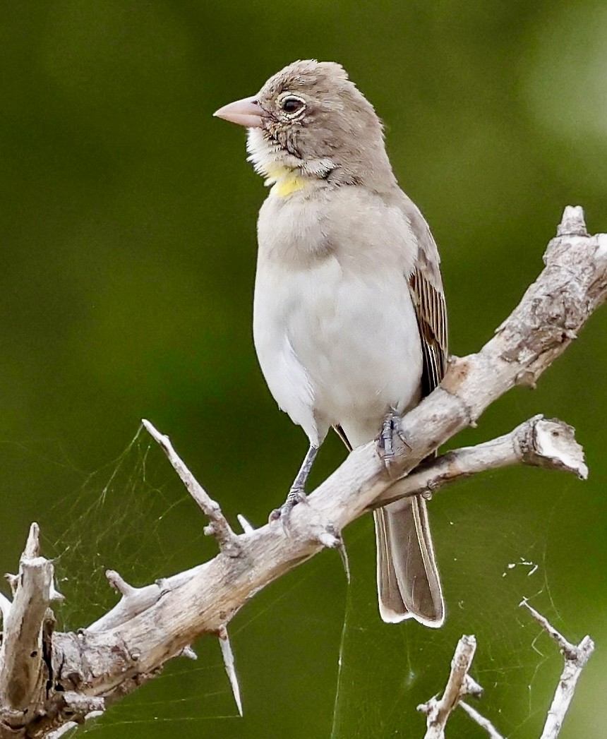 Yellow-spotted Bush Sparrow - Jan Hansen