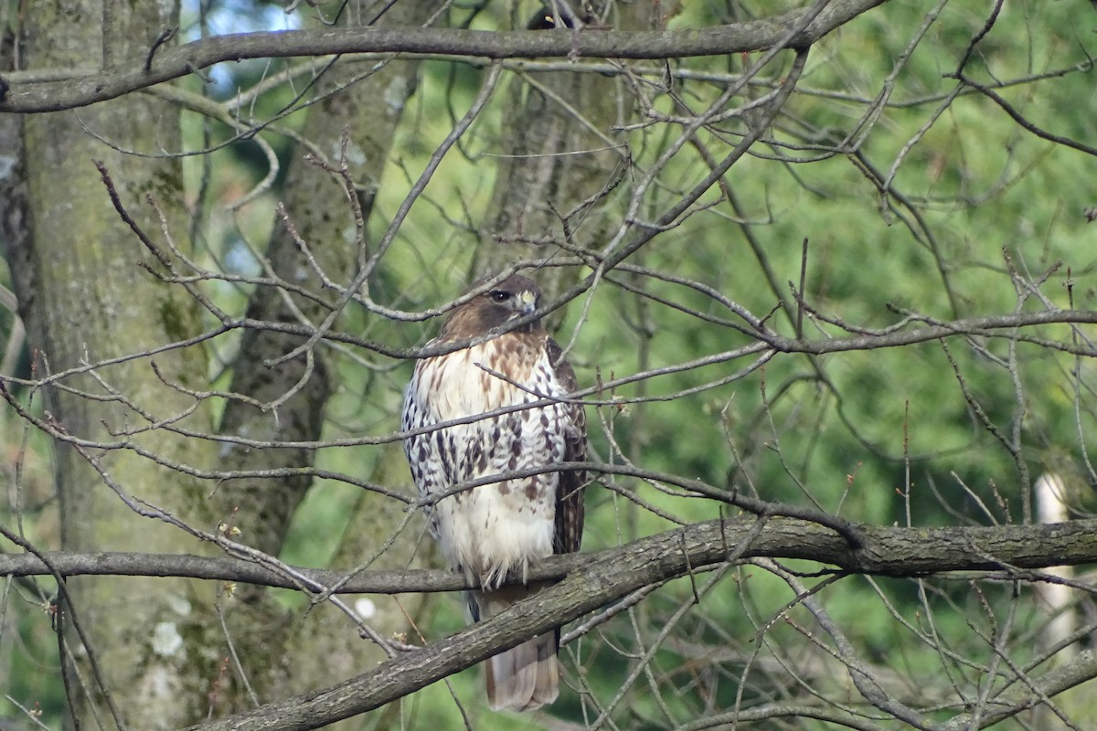 Red-tailed Hawk - ML616981907