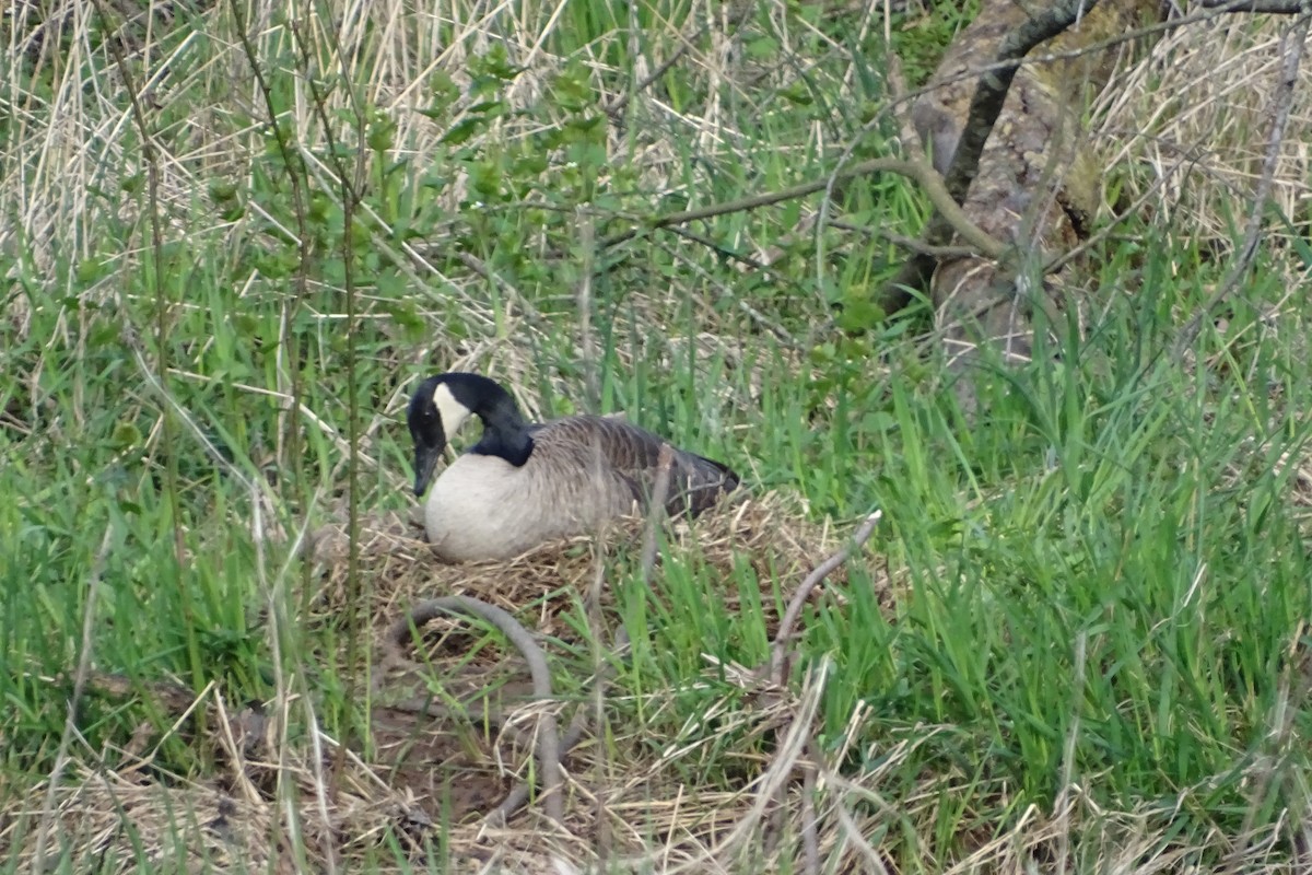 Canada Goose - ML616981915