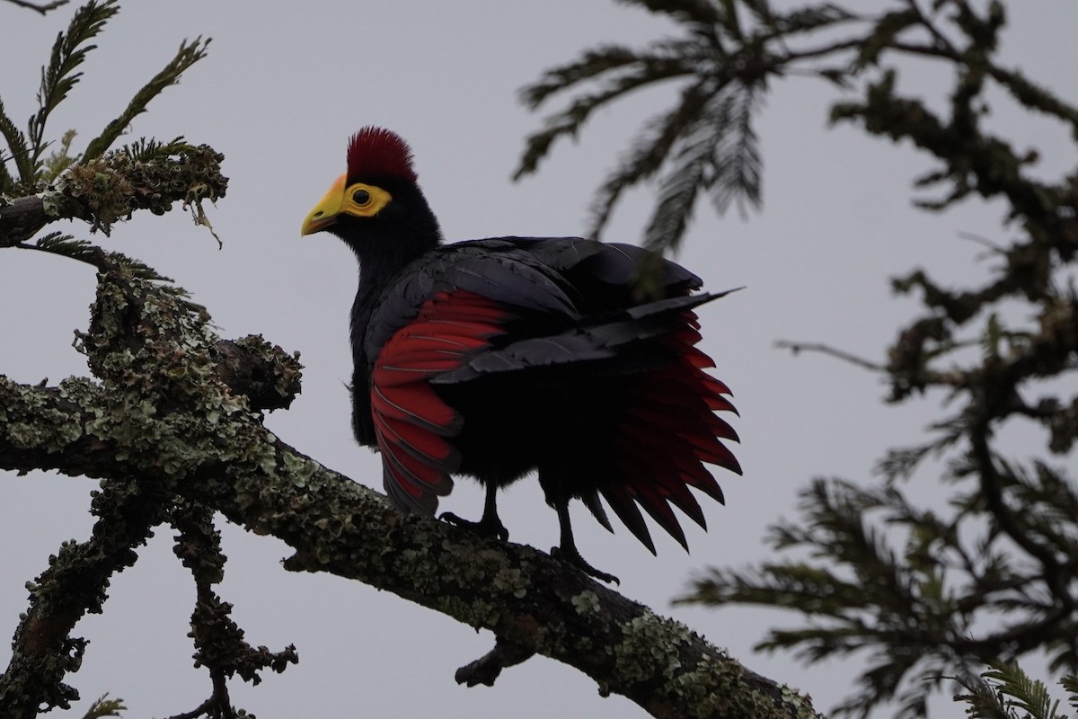 Ross's Turaco - ML616981917