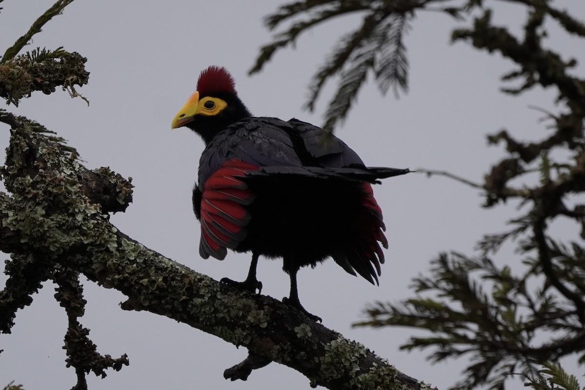 Ross's Turaco - ML616981918