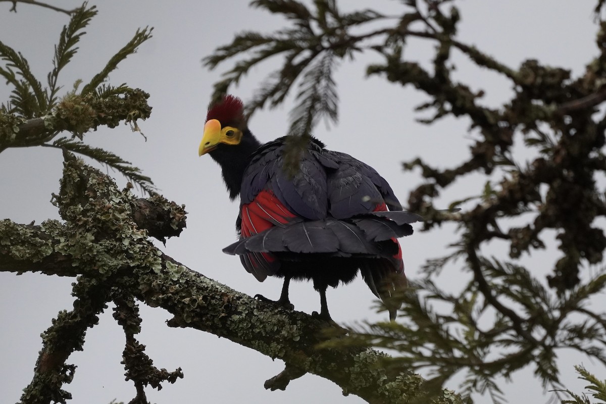 Ross's Turaco - ML616981919